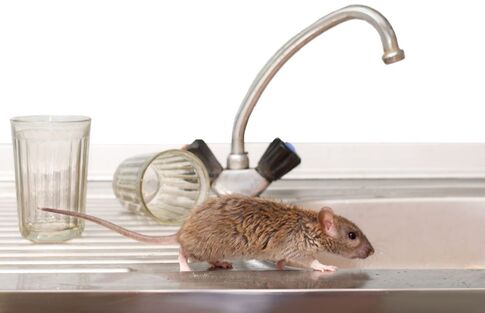 Rodent Treatment & Remediation